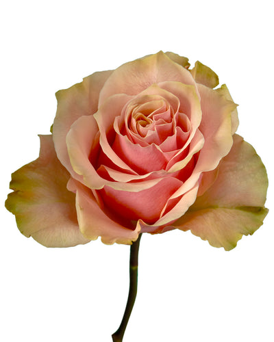Pink Amaretto Rose