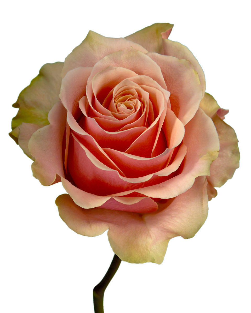 Pink Amaretto Rose