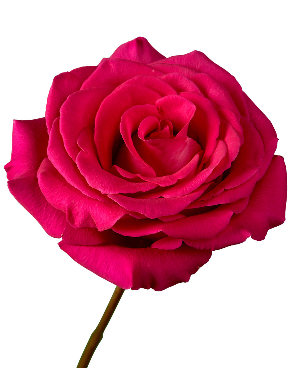 Bulk Hot Pink Flowers In Petaljet | Buy Hot Pink Flowers Wholesale