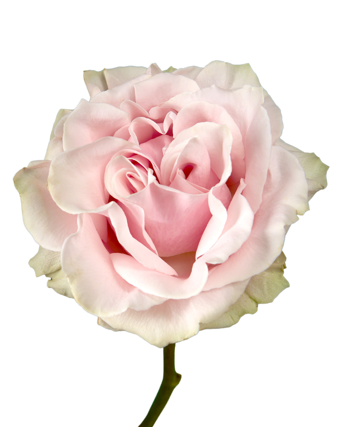 Pink Mondial Rose Valentine Day