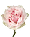 Pink Mondial Rose Mother's Day