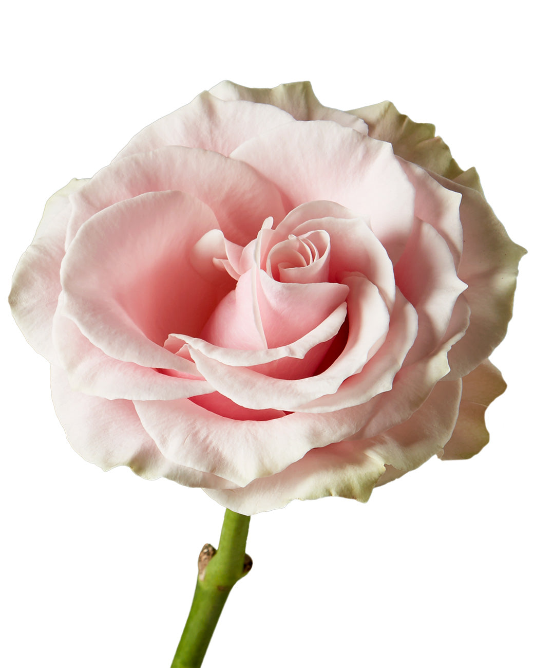 Pink Mondial Rose Valentine Day