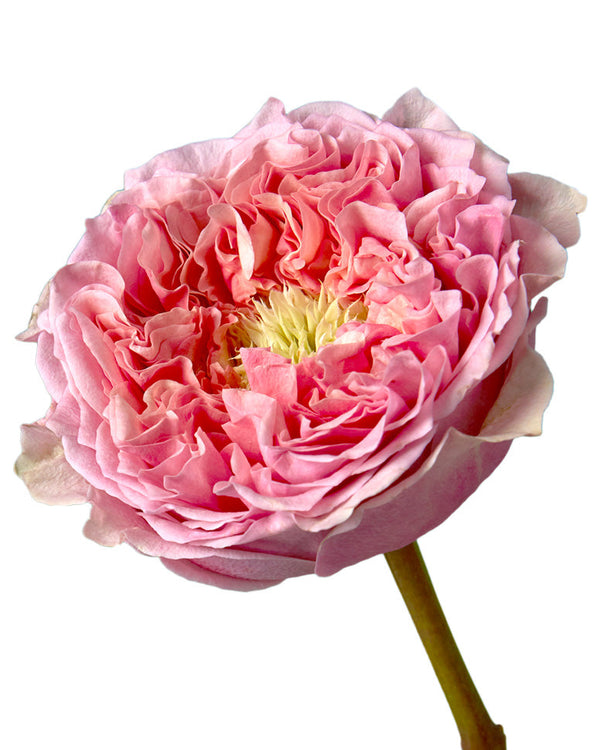 Pink Monster Garden Rose - Petaljet