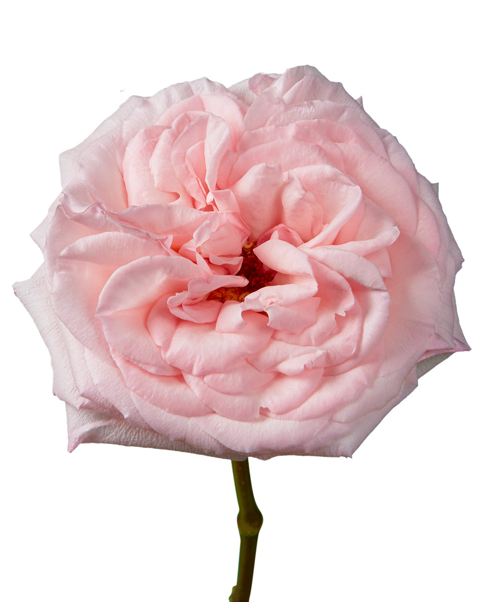 Pink O'Hara Garden Rose