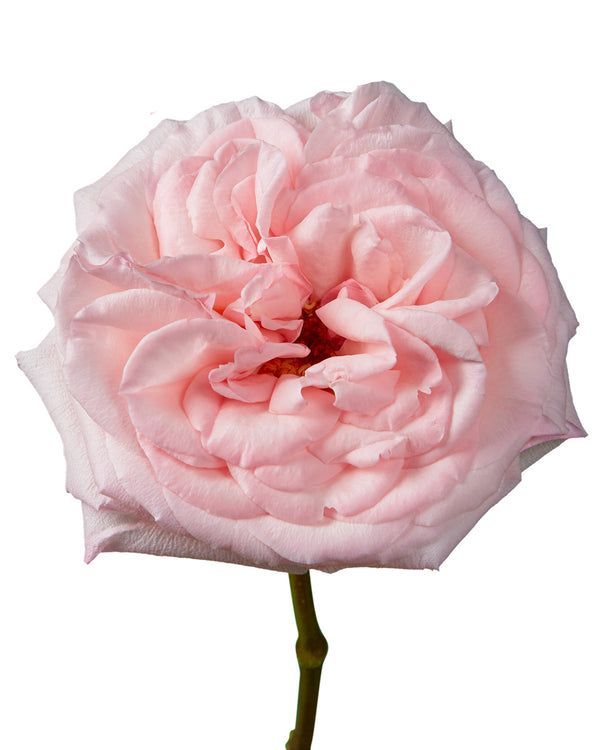 rose-pink-ohara-flower-