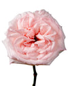 Pink O'Hara Garden Rose Mother's Day