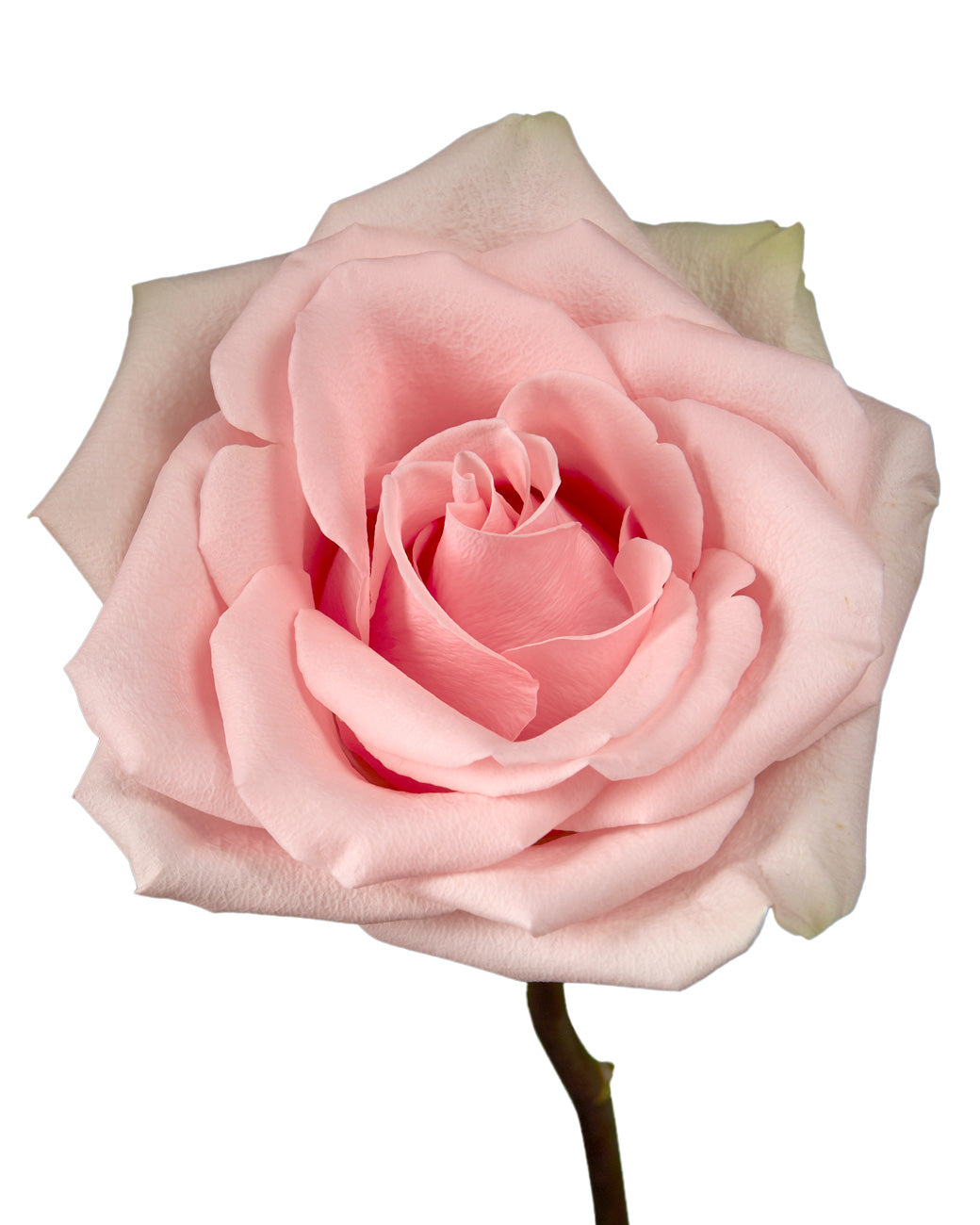 Pink Swan Rose