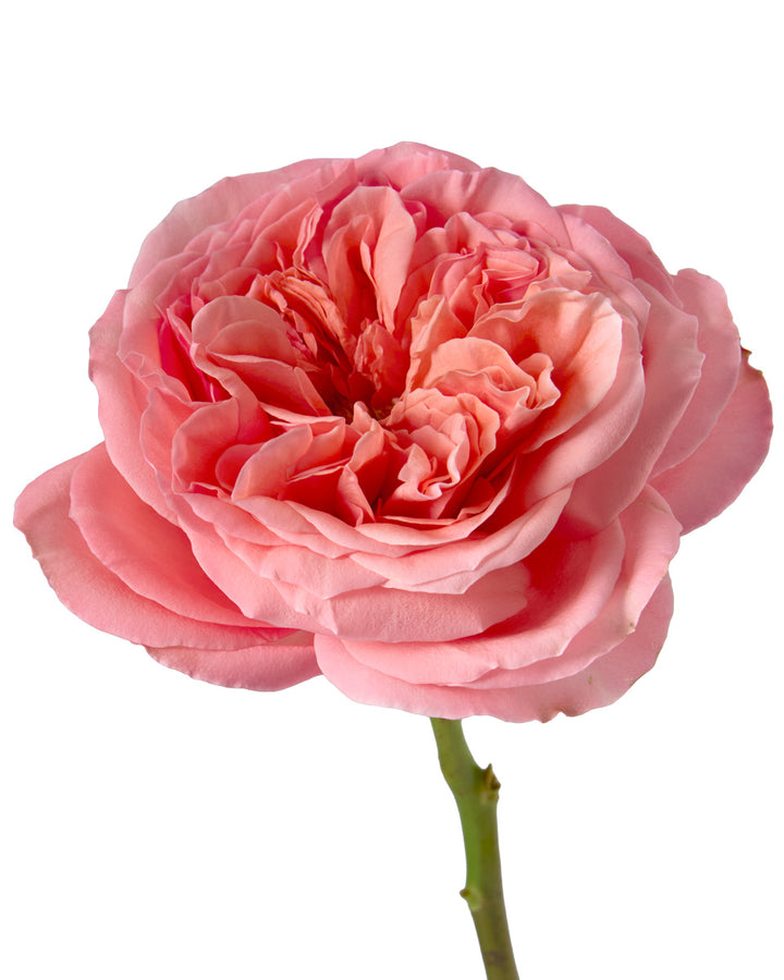 Pink Xpression Garden Rose