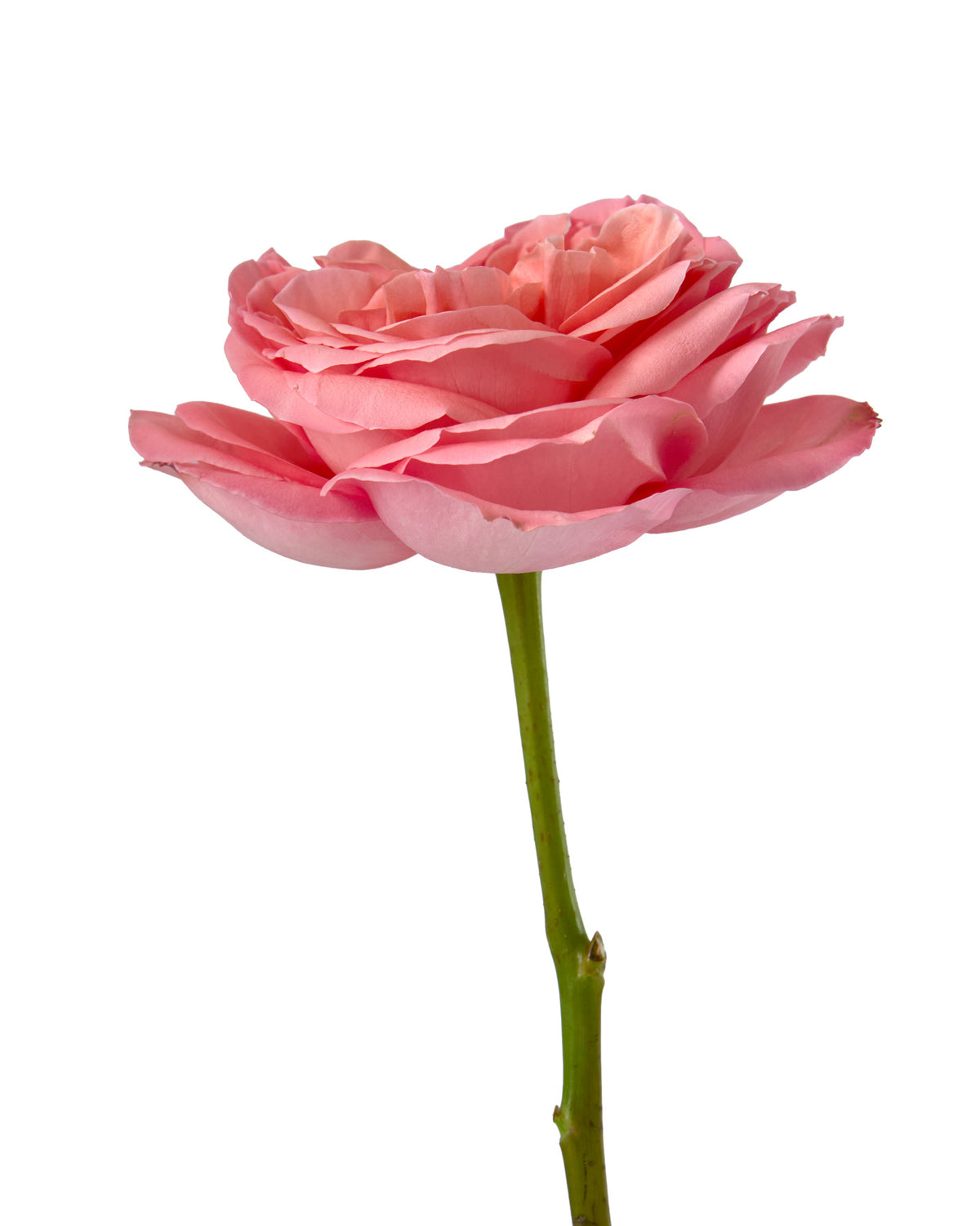 Pink Xpression Garden Rose