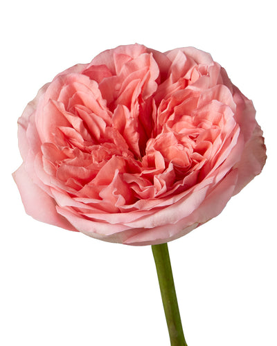Pink Xpression Garden Rose