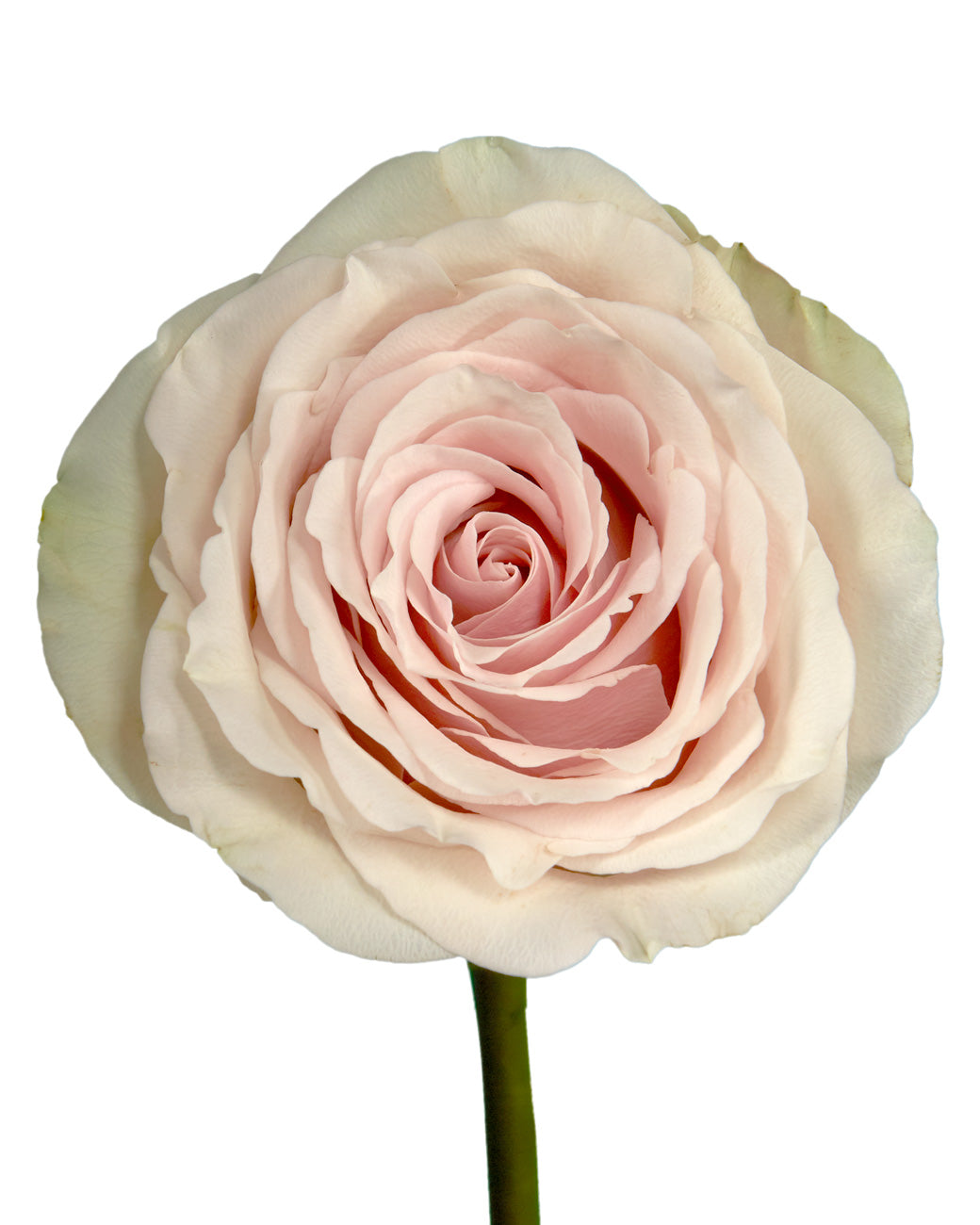 Pompeii Rose