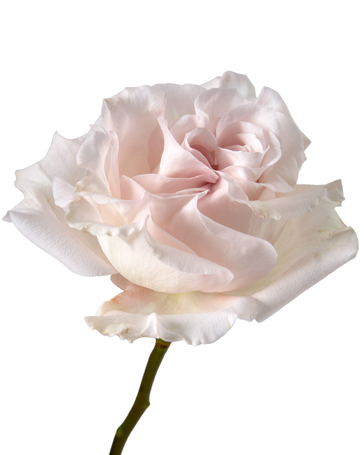 Powder Puff Garden Rose Valentine Day