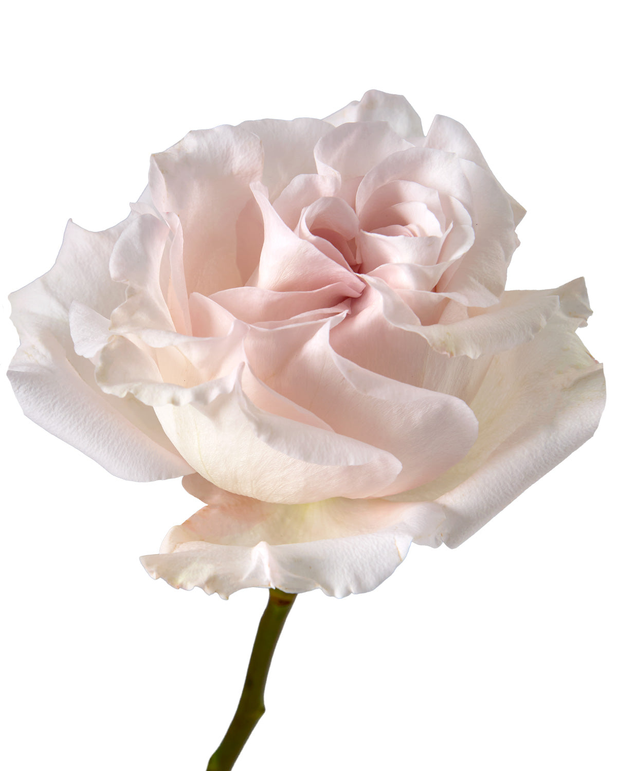 Powder Puff Garden Rose Valentine Day