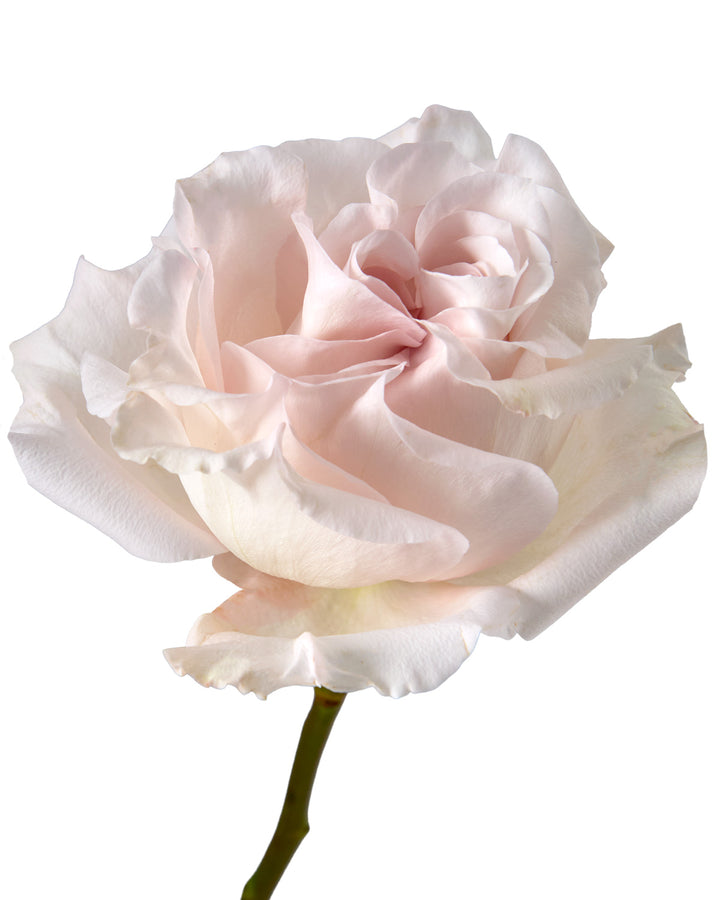 Powder Puff Garden Rose Valentine Day