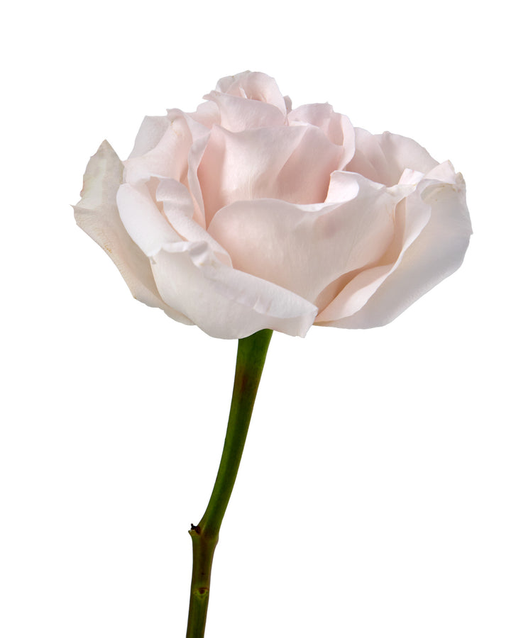 Powder Puff Garden Rose Valentine Day