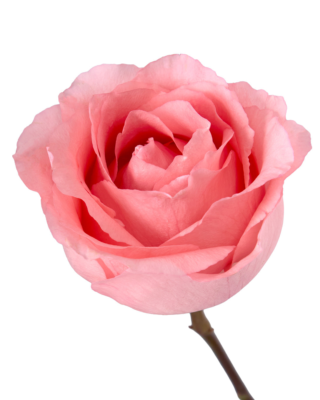 Pretty in Pink Rose
