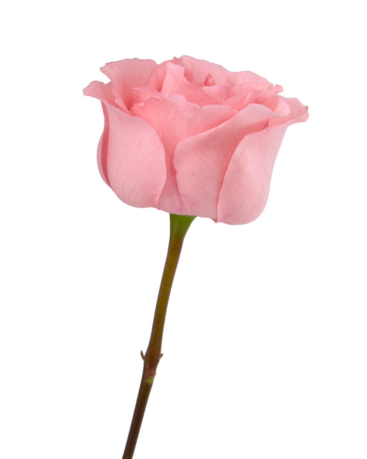 Pretty in Pink Rose