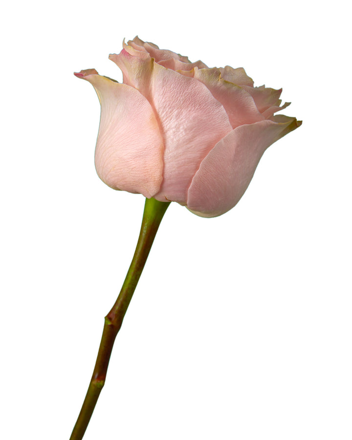 Princess Crown Garden Rose