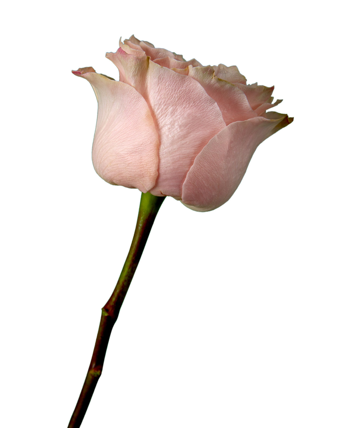 Princess Crown Pink Garden Rose - Petaljet
