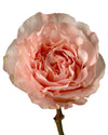 Princess Crown Garden Rose