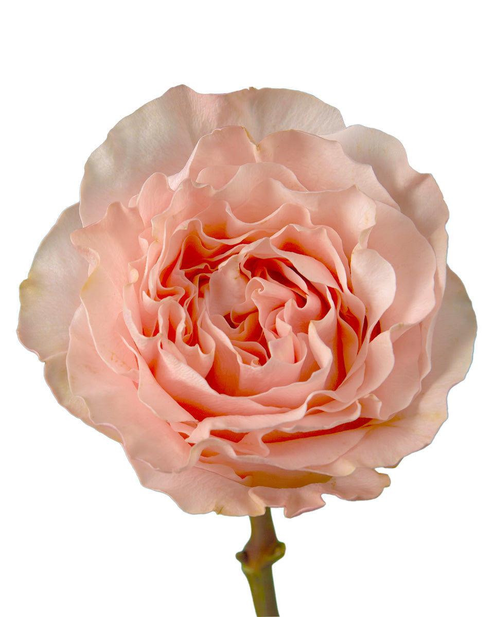Princess Crown Garden Rose