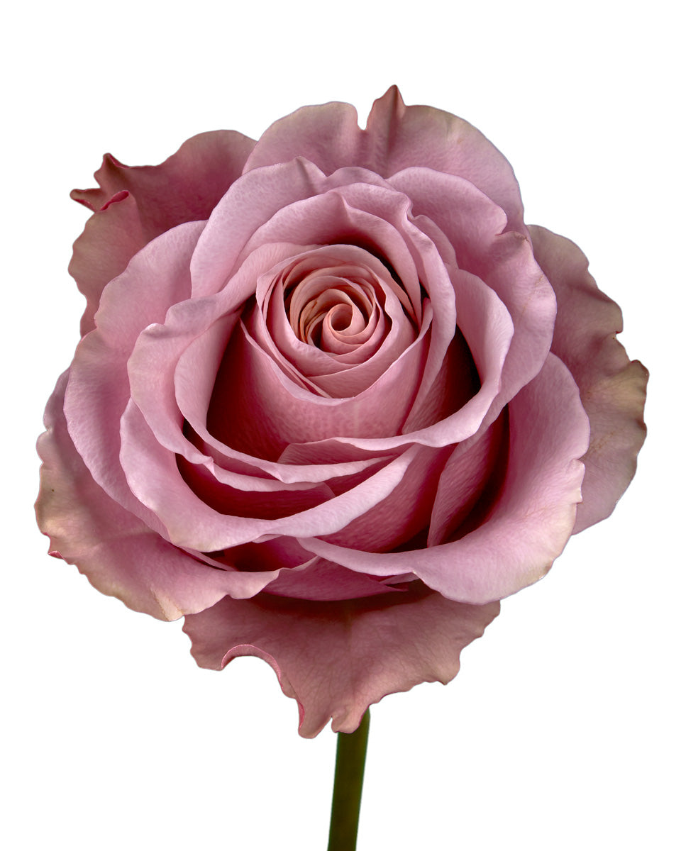 Lady Moon Roses Rose Purple Moon - Petaljet