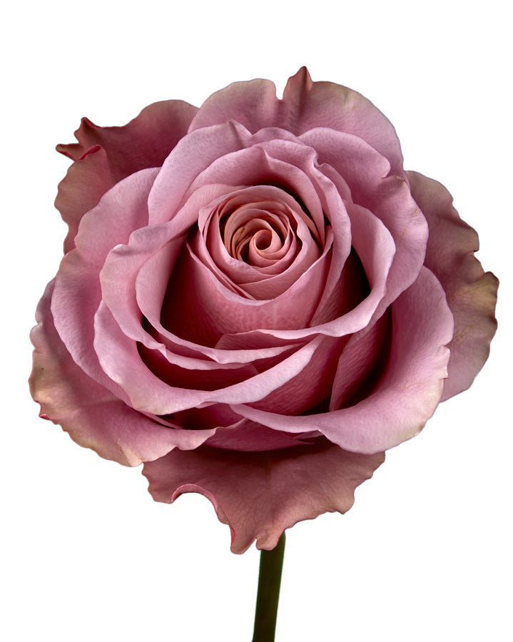 Purple Moon Rose