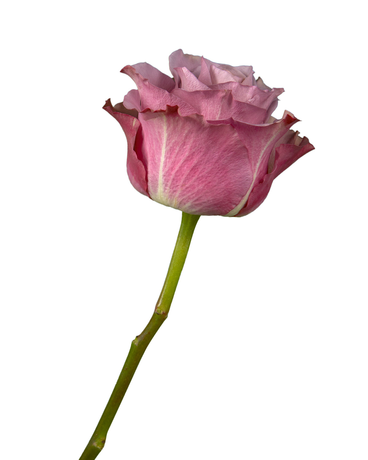 Pink roses, wholesale roses, Jet Set Roses