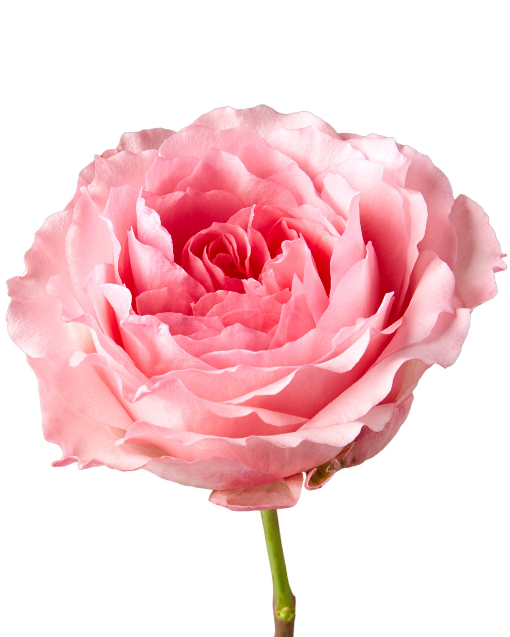 Queen Mayra Garden Rose Mother's Day