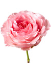Queen Mayra Garden Rose