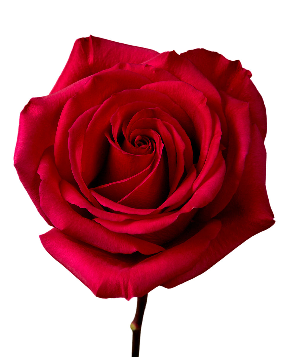 Queenberry Rose