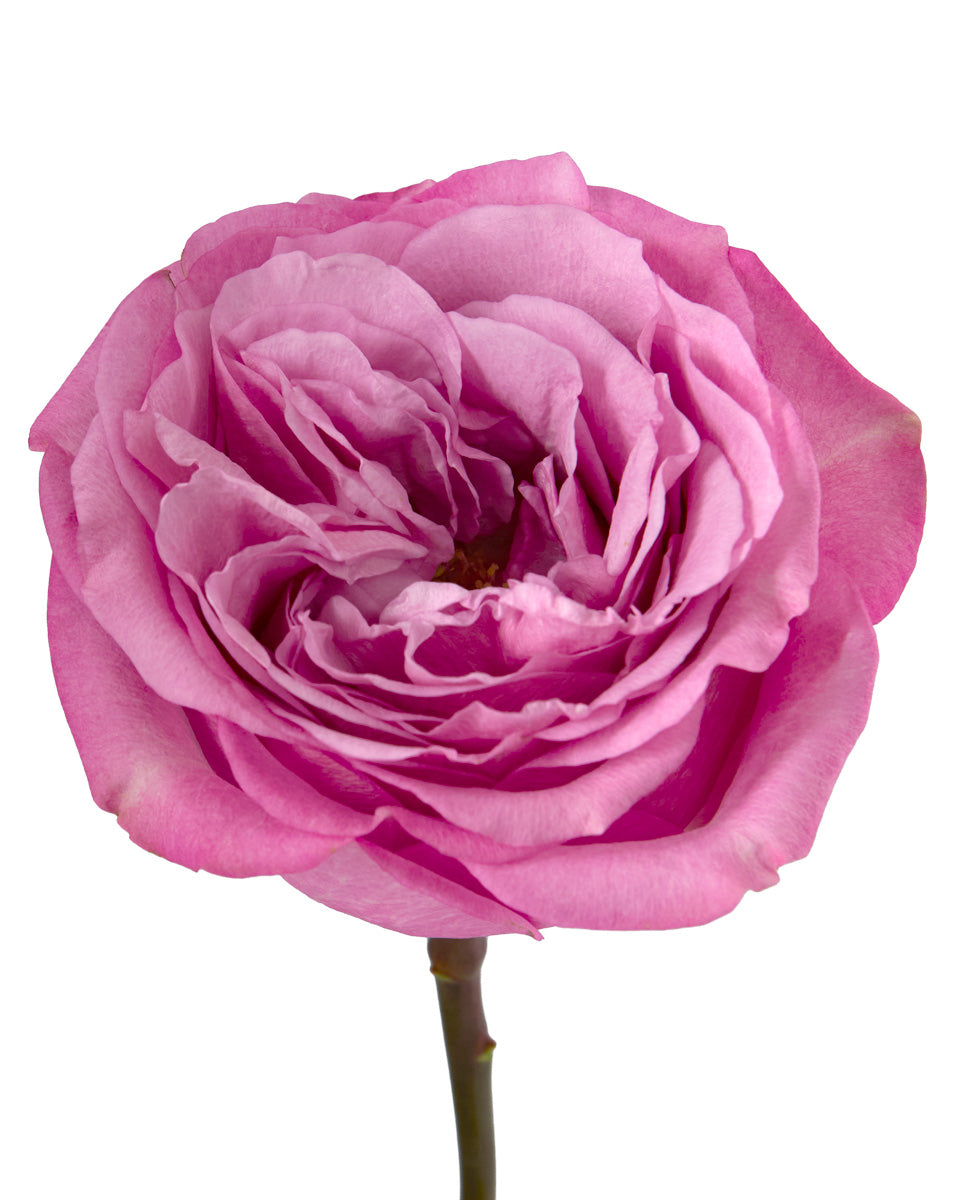 Wholesale Silver Mikado Spray Rose | PetalJet