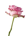 Queen's Crown Garden Rose
