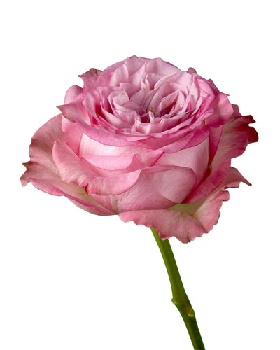Queen's Crown Garden Rose Mother's Day