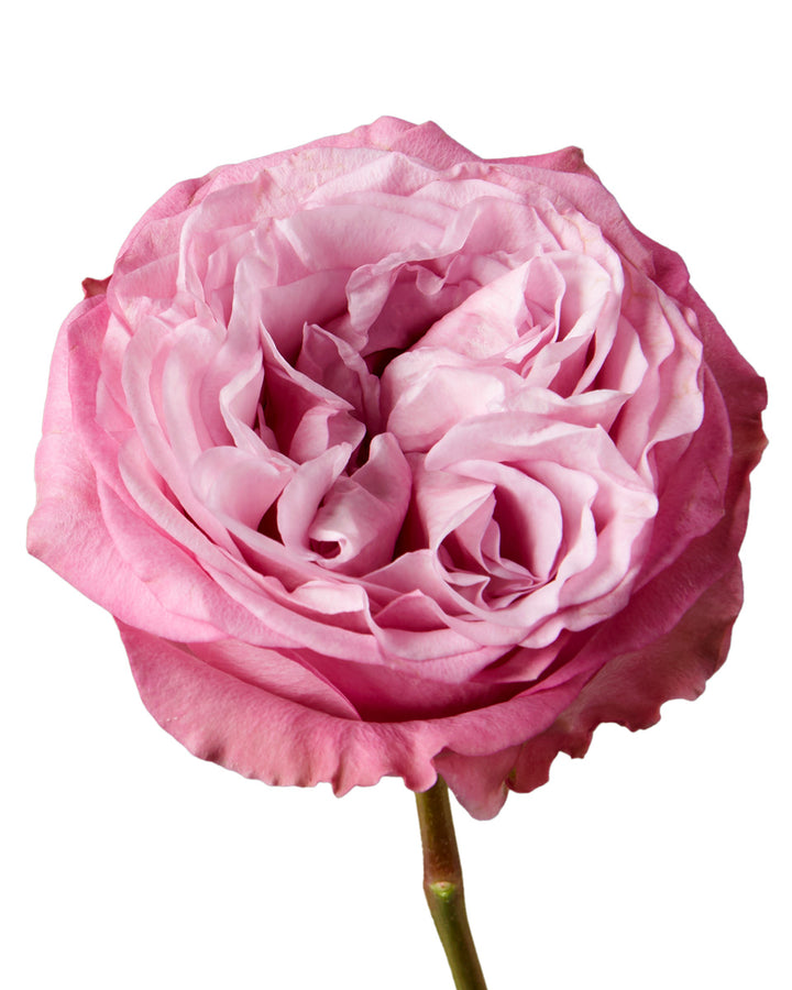 Queen's Crown Garden Rose