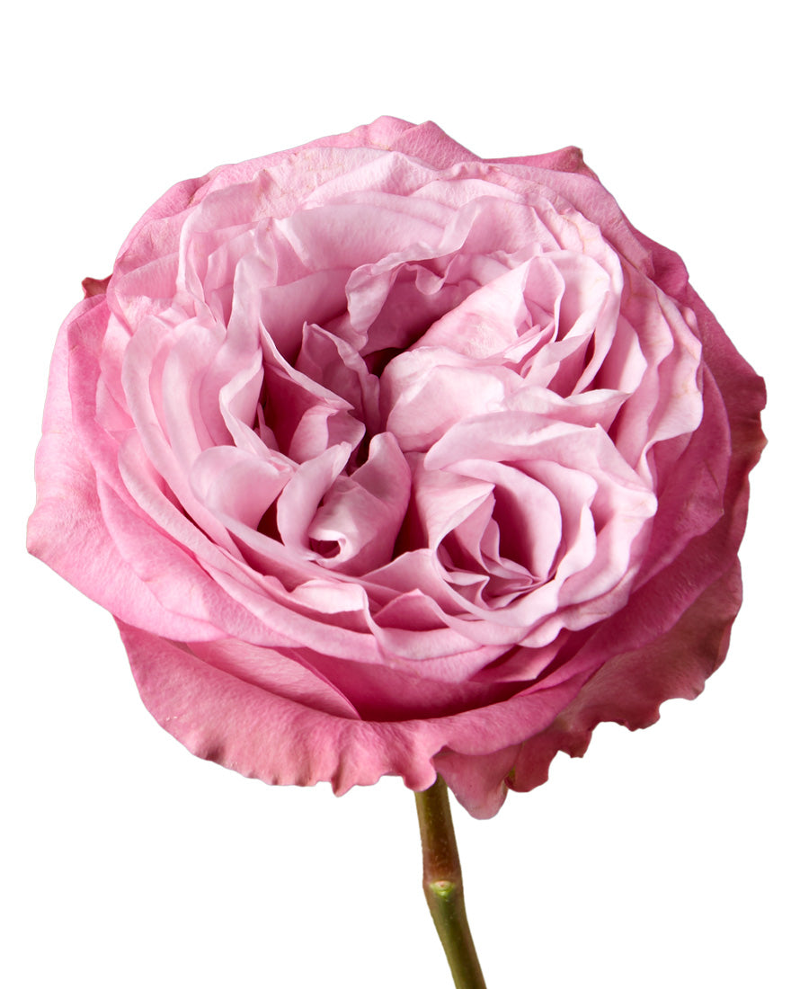Queen's Crown Garden Rose Mother's Day