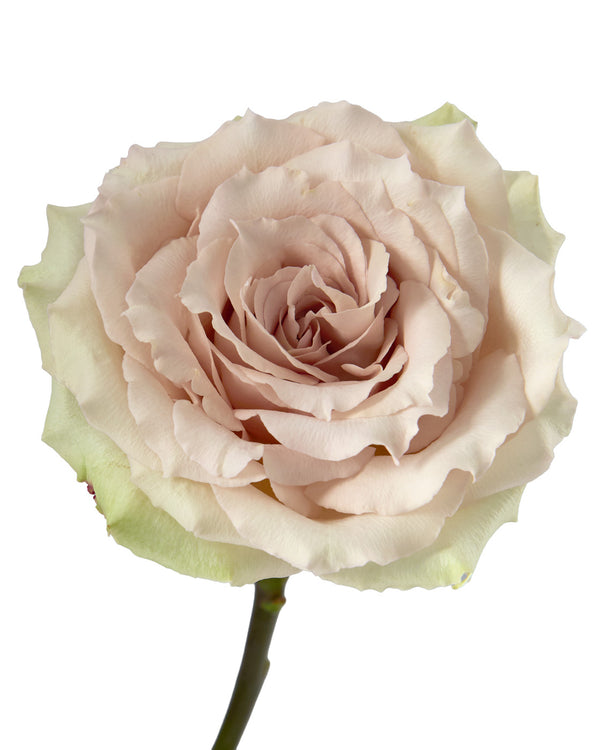 quicksand rose seeds Wholesale Quicksand Rose