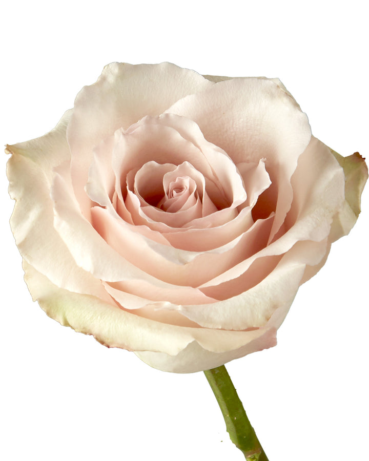 Quicksand Rose Mother's Day