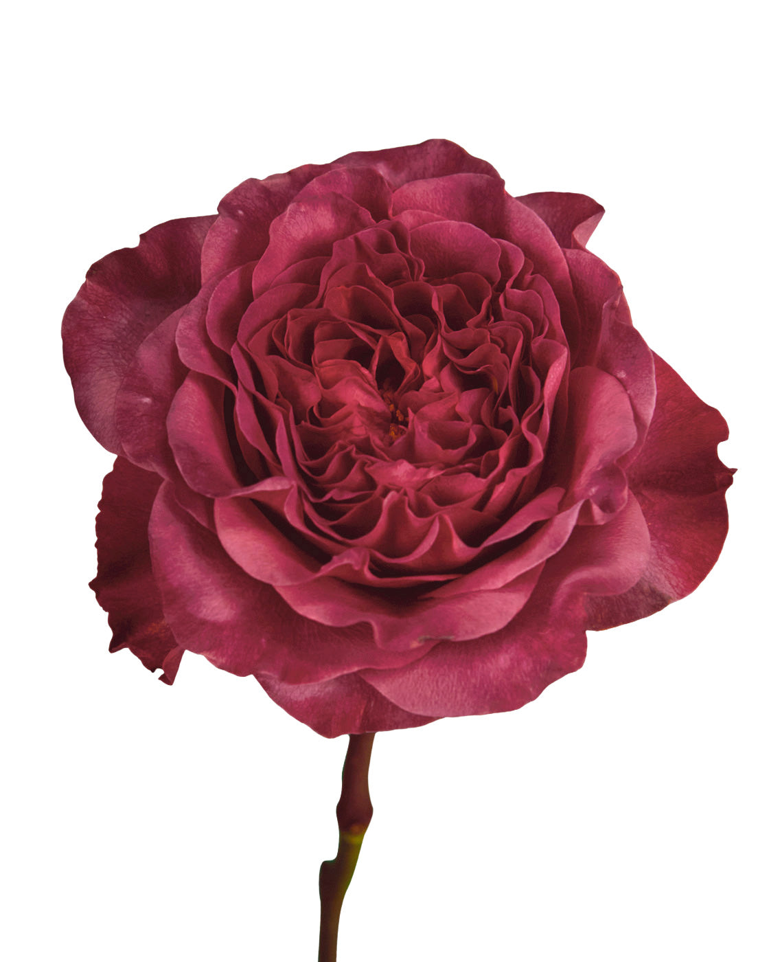 Razzmatazz Sweetheart Rose