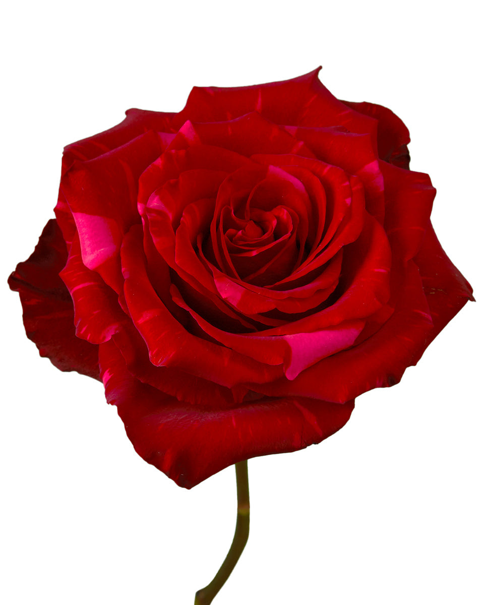 Red Panther Rose Valentine Day