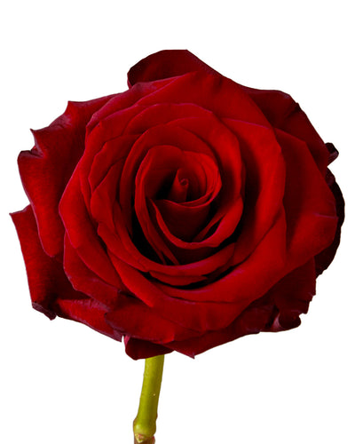 Red Paris Rose