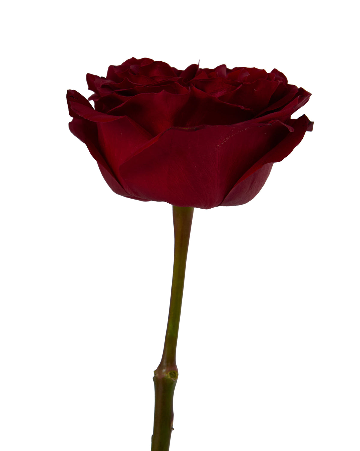 Red Xpression Garden Rose Valentine Day