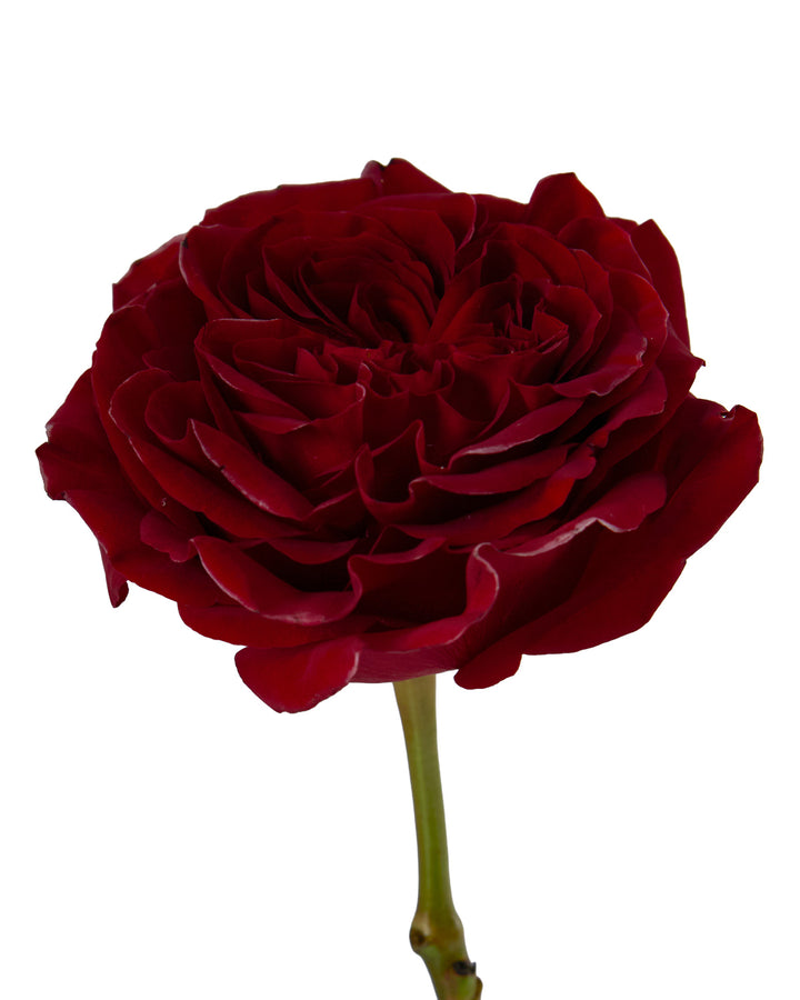 Red Xpression Garden Rose