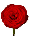 Rediant Rose