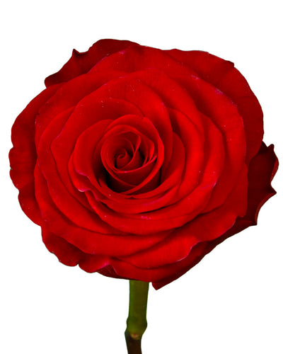 Rediant Rose