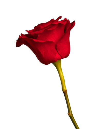 Royal Explorer Rose Standing Order