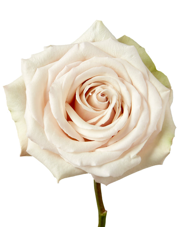 新品EL RANCHO hand painted desert rose 中鉢2 新品EL RANCHO hand painted desert rose 中鉢2 El Rancho