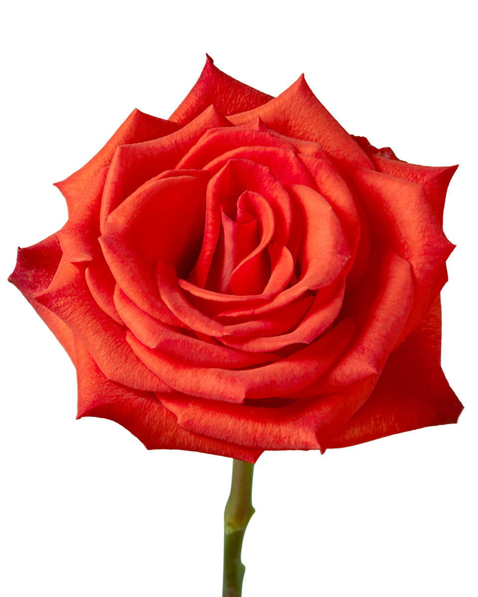 Santana Rose