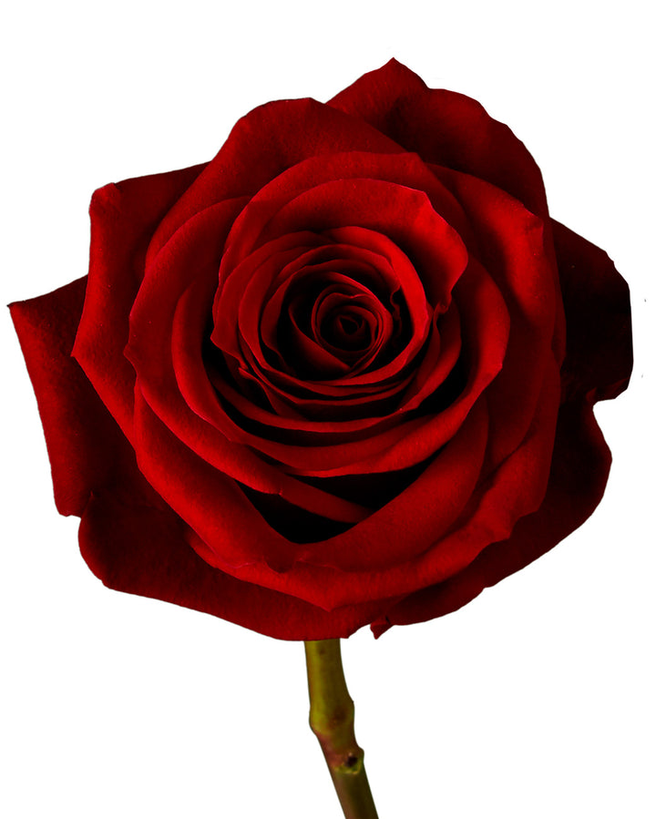 Scarlatta Rose Valentine Day