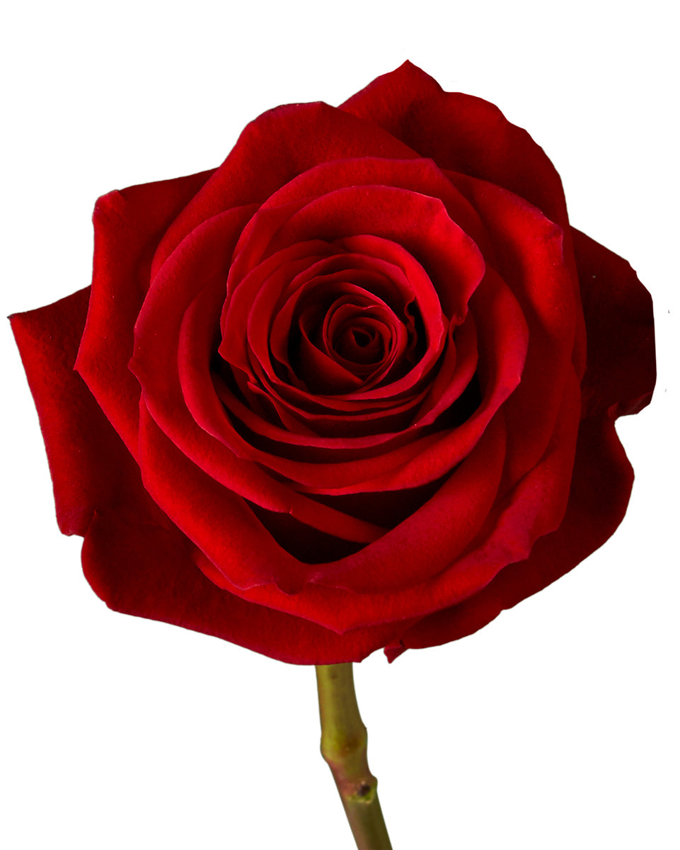 Scarlatta Rose